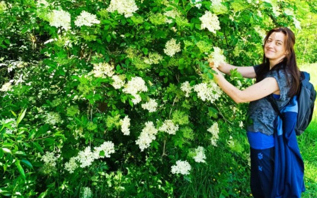 Florile de iasomie în grădină pentru bucătărie fără gluten, sănătoasă și naturală.