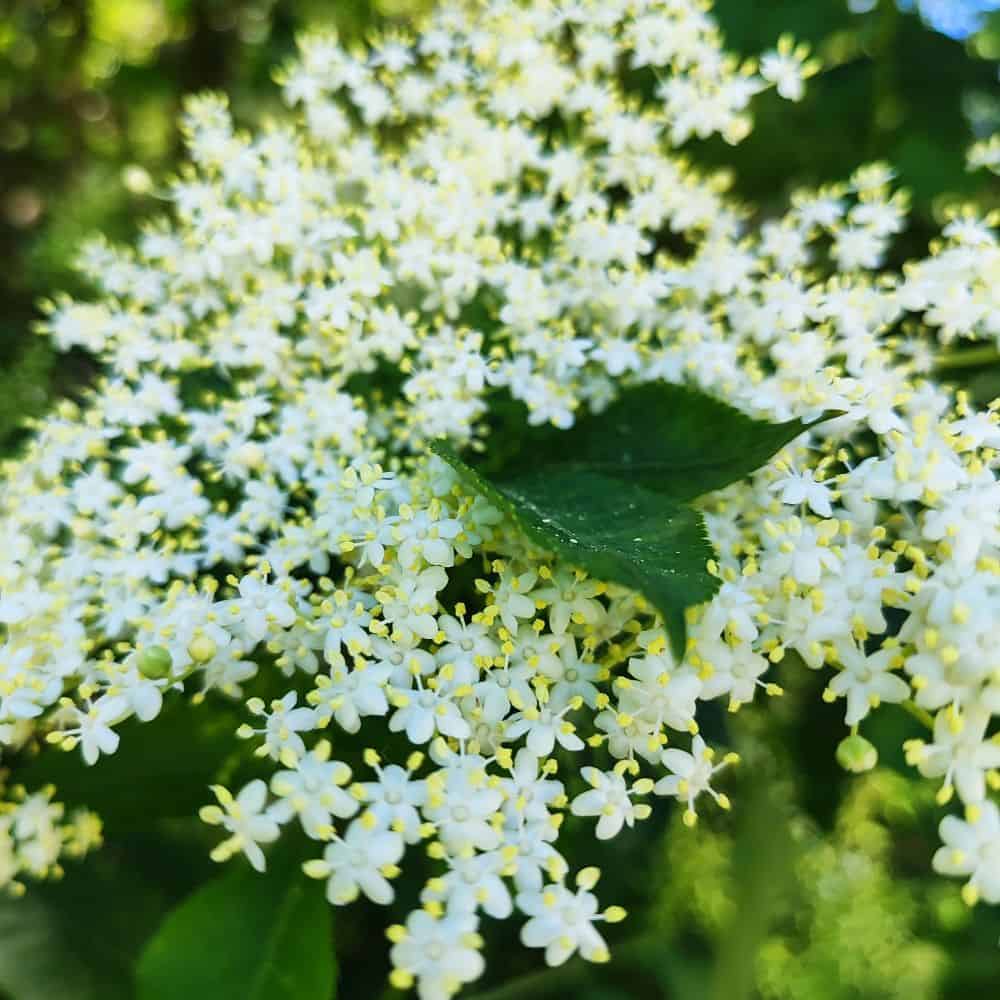 Floare de vie cu flori albe, simbol al naturii și al sănătății, perfectă pentru bucătăria fără gluten.